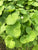 Cardamine leucocephala EMERSED/POTTED Giant Cardamine (Pennywort)