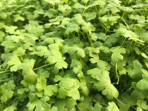 Hydrocotyle tripartita EMERSED/POTTED Mini Japan