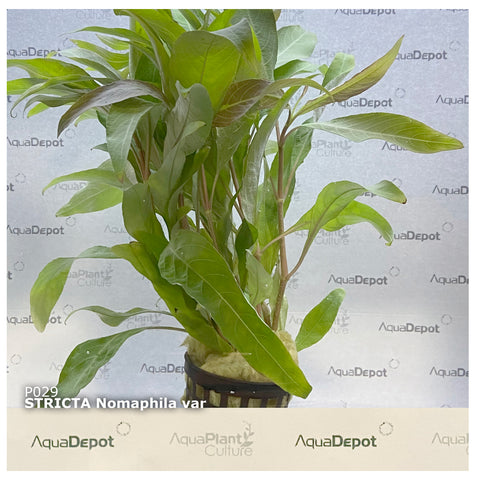 Nomaphila stricta EMERSED/POTTED Stricta