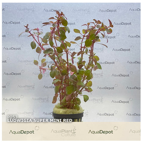 Ludwigia palustris EMERSED/POTTED Super Mini Red