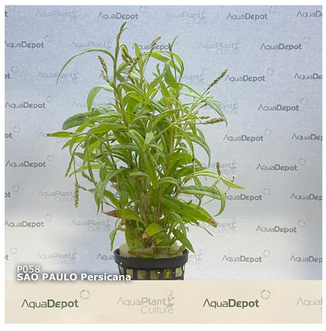 Persicaria maculosa EMERSED/POTTED Sao Paulo