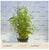 Persicaria maculosa EMERSED/POTTED Sao Paulo