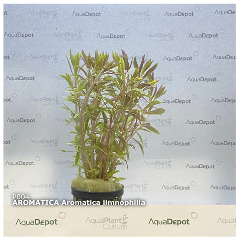 Limnophila aromatica EMERSED/POTTED Aromatica