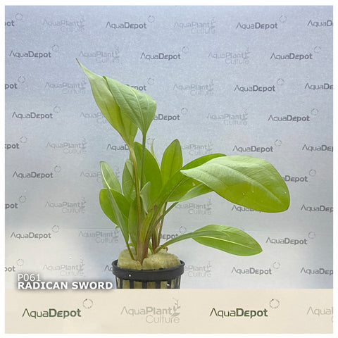 Echinodorus cordifolius EMERSED/POTTED Radican Sword