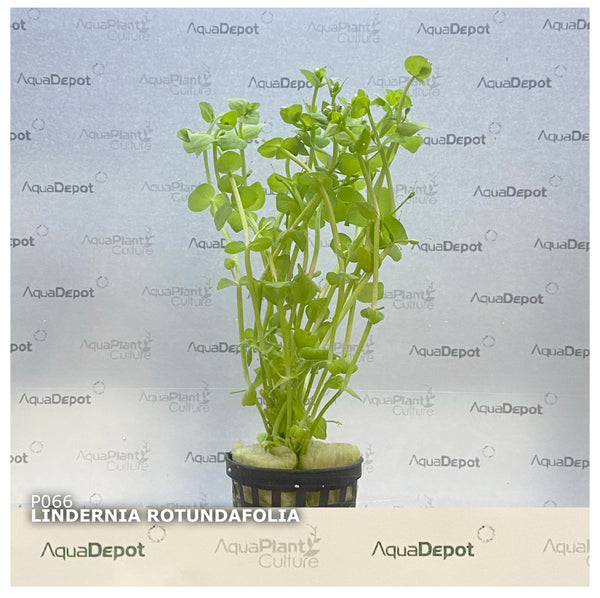 Lindernia rotundafolia EMERSED/POTTED