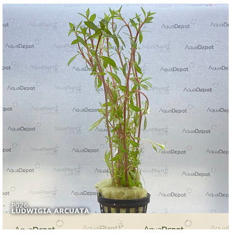 Ludwigia arcuata EMERSED/POTTED