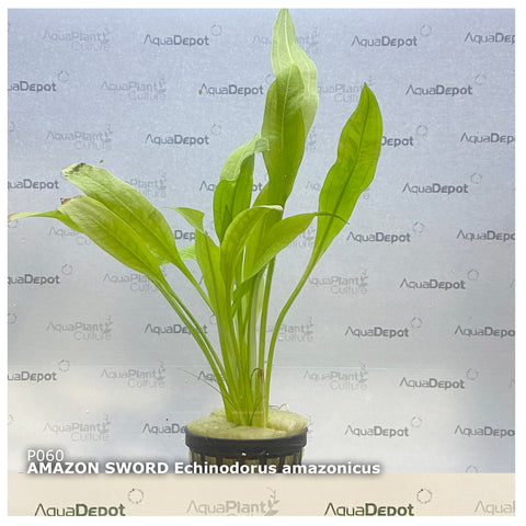 Echinodorus amazonica EMERSED/POTTED Amazon Sword Medium