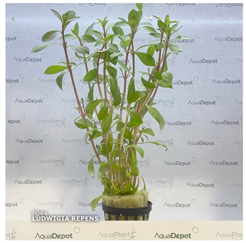 Ludwigia repens EMERSED/POTTED