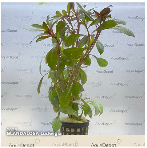 Ludwigia repens ‘Rubin’ EMERSED/POTTED