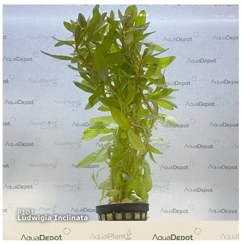 Ludwigia inclinata EMERSED/POTTED