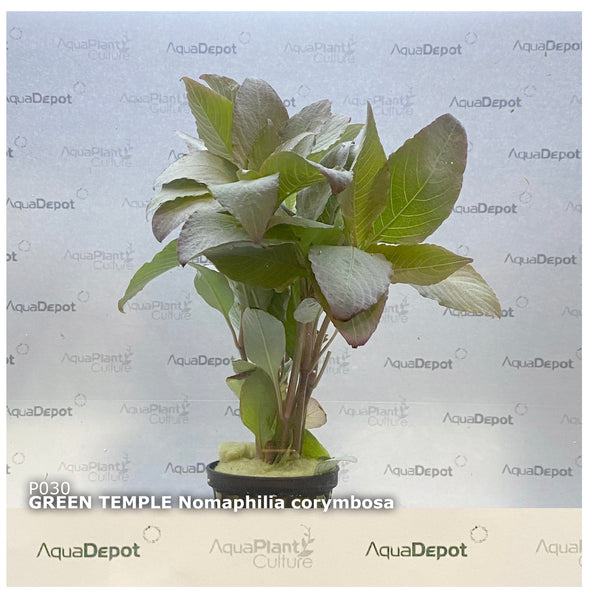 Nomaphila corymbosa EMERSED/POTTED Green Temple