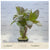 Nomaphila corymbosa EMERSED/POTTED Green Temple
