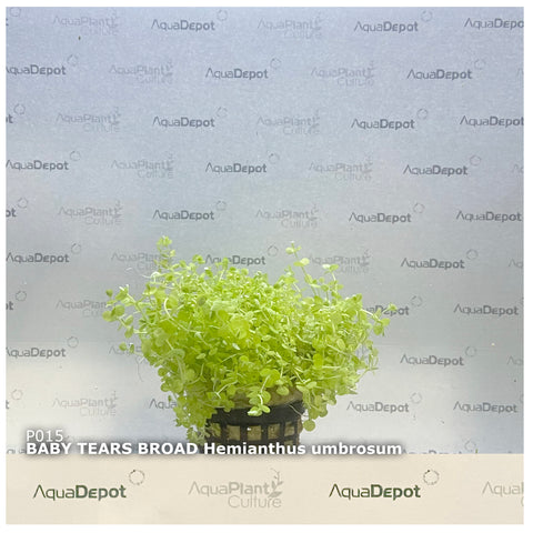 Hemianthus umbrosum EMERSED/POTTED Baby Tears Broad
