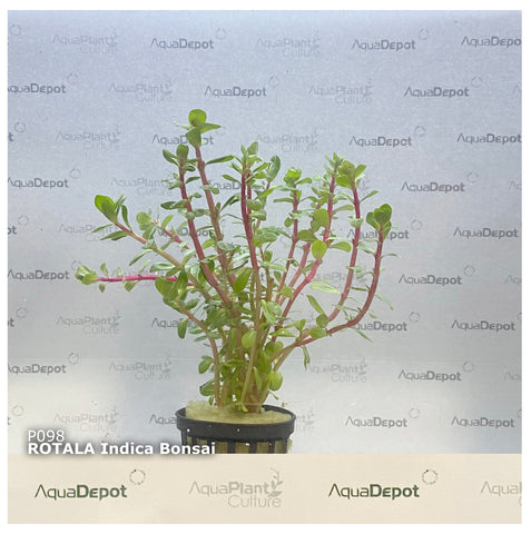Rotala indica/bonsai EMERSED/POTTED