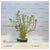 Rotala indica/bonsai EMERSED/POTTED