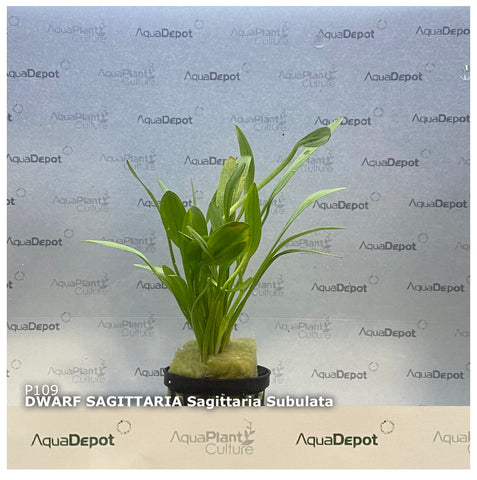 Sagittaria subulata EMERSED/POTTED Dwarf Sag