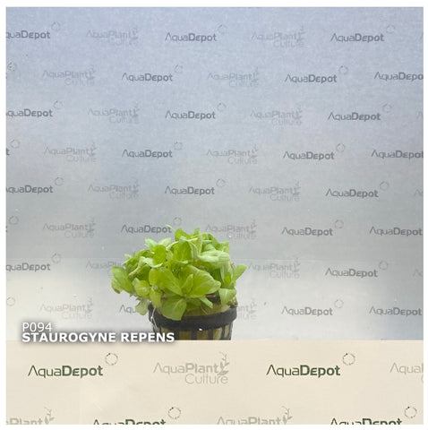 Staurogyne repens EMERSED/POTTED