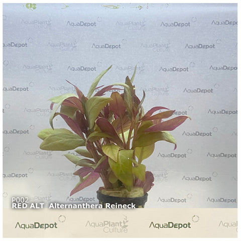 Alternanthera reineckii EMERSED/POTTED Red Alt