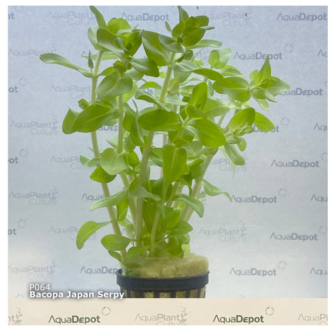 Bacopa serpyllifolia EMERSED/POTTED Bacopa Japan