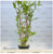 Nesea triflora EMERSED/POTTED