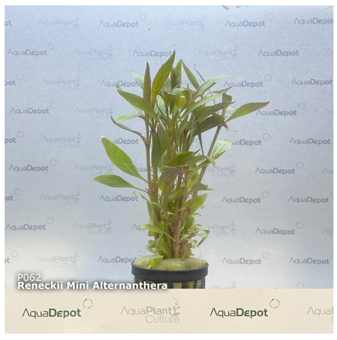 Alternanthera reineckii EMERSED/POTTED Mini Reineckii