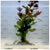Ludwigia repens ‘Rubin’ SUBMERSED/BUNCH
