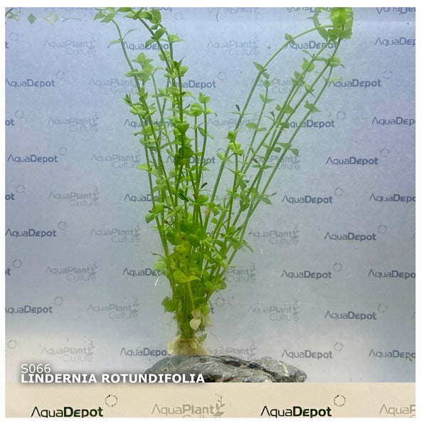 Lindernia rotundifolia SUBMERSED/BUNCH