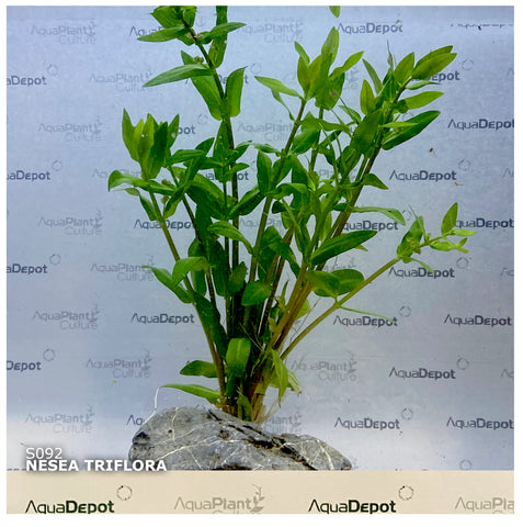Nesea triflora SUBMERSED/BUNCH