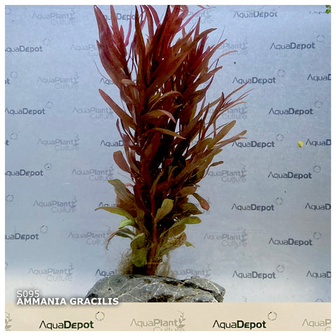 Ammania gracilis SUBMERSED/BUNCH 'Rose Leaf'