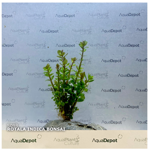Rotala indica/bonsai SUBMERSED/BUNCH