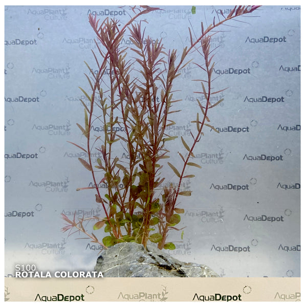 Rotala colorata SUBMERSED/BUNCH