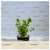 Rotala species green EMERSED/POTTED