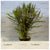 Eustralis stellata EMERSED/POTTED