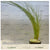 Eleocharis vivipara EMERSED/POTTED Umbrella Hair Grass