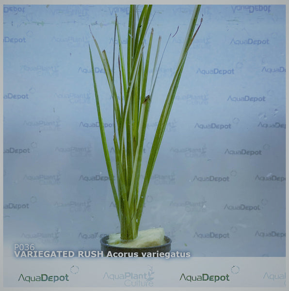 Acorus gramineus variegatus EMERSED/POTTED Variegated Rush