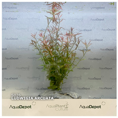 Ludwigia arcuata SUBMERSED/BUNCH