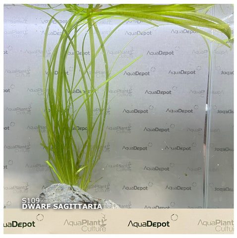 Sagittaria subulata SUBMERSED/BUNCH Dwarf Sag