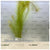 Myriophyllum papillosum SUBMERSED/BUNCH Red Milfoil