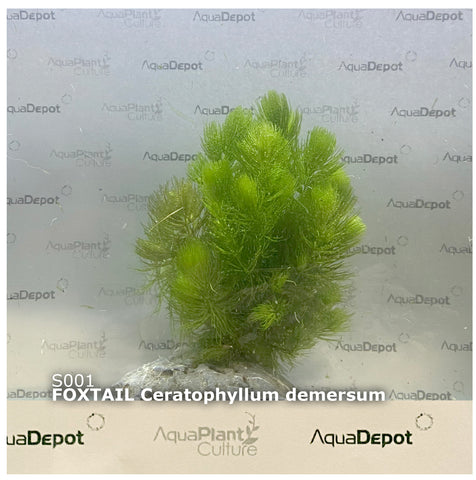 Ceratophyllum demersum SUBMERSED/POTTED Foxtail
