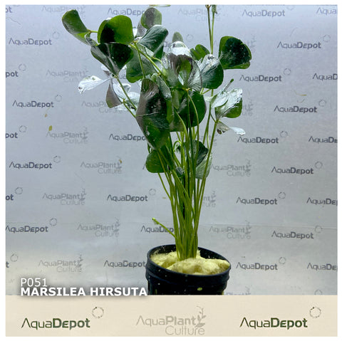 Marsilea hirsuta EMERSED