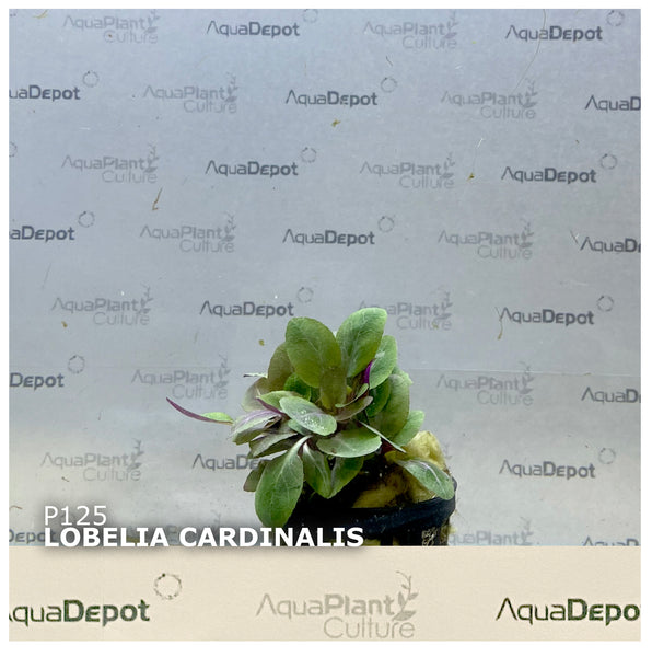 Lobelia cardinalis EMERSED/POTTED