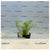 Rotala wallichii EMERSED/POTTED