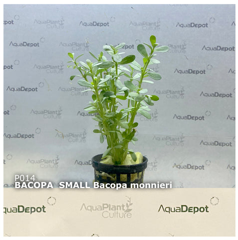 Bacopa monnieri EMERSED/POTTED