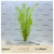 Rotala species green SUBMERSED/BUNCH