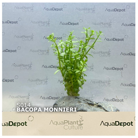 Bacopa monnieri SUBMERSED/BUNCH