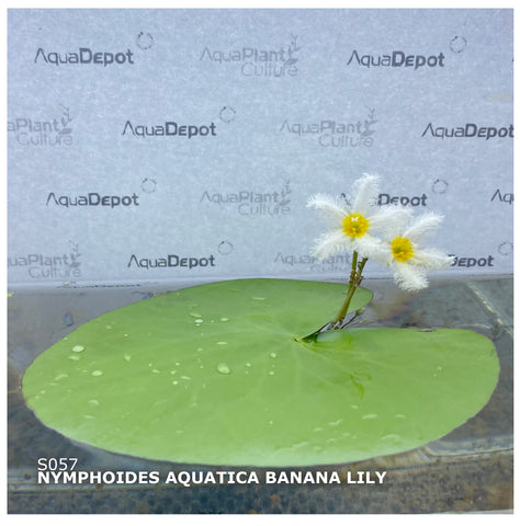 Nymphoides aquatica SUBMERSED/PLANT Banana Lily