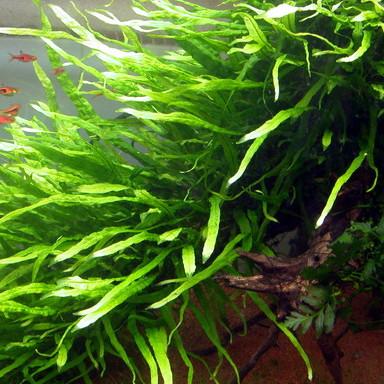 Microsorum pteropus SUBMERSED/POTTED Java Fern Narrow Leaf