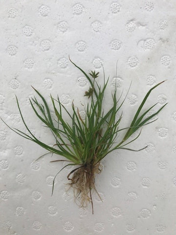 Juncus repens EMERSED/BUNCH