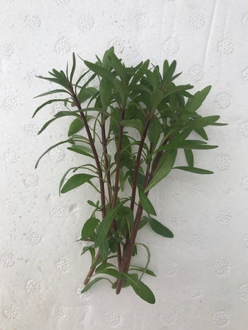 Ludwigia Pantanal "Cuba" Emersed