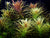 Limnophila aromatica SUBMERSED/BUNCH Aromatica